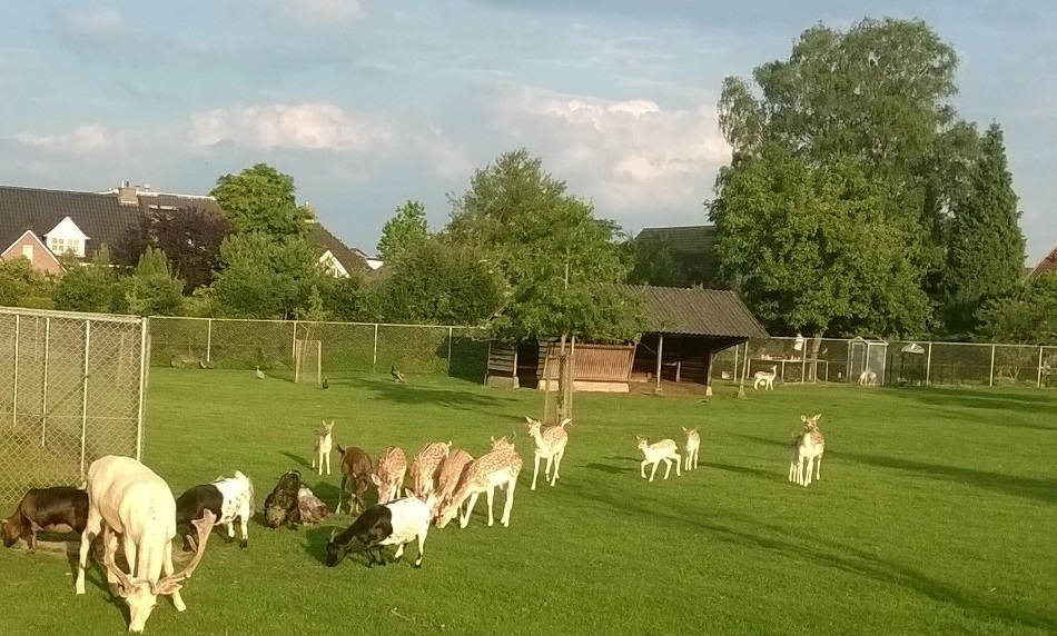 Herten en geiten
