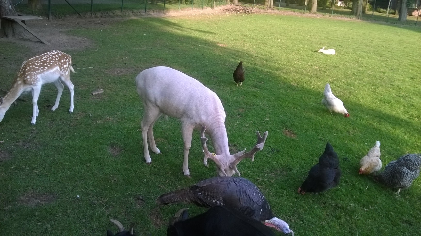 Hert en vogels in het Hertenkamp
