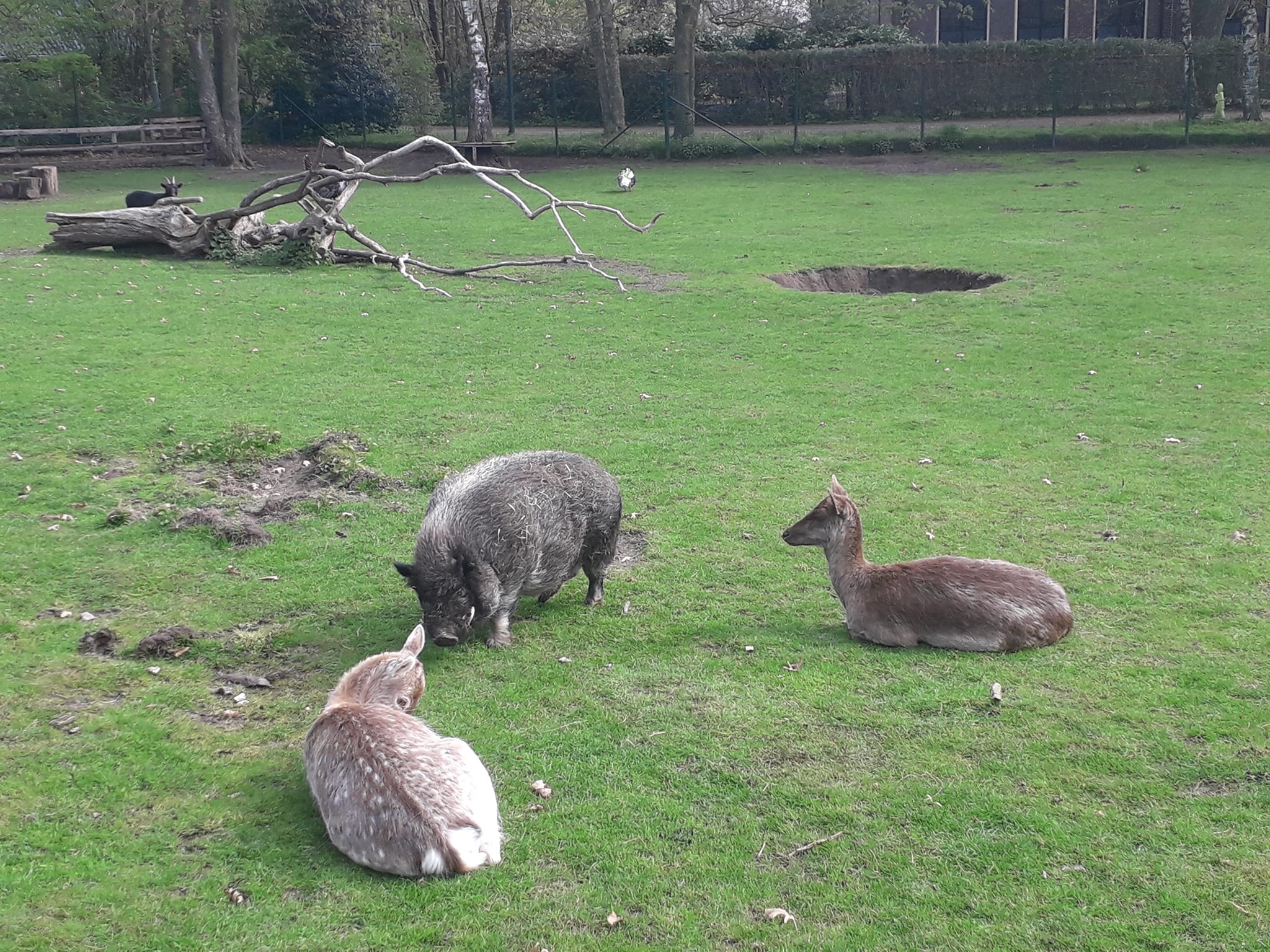 Herten en varken
