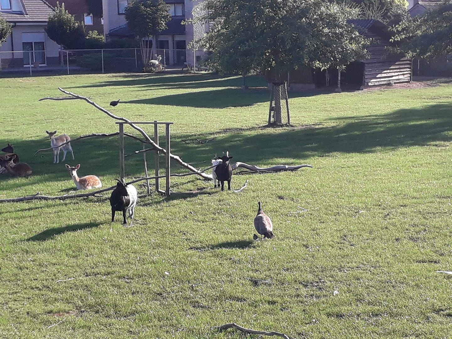 Dieren in het hertenkamp