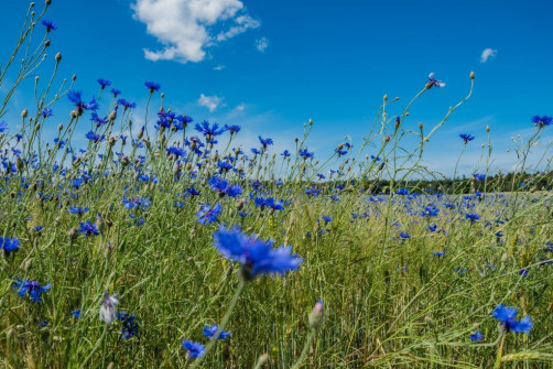 Korenbloemveld bij Zeddam