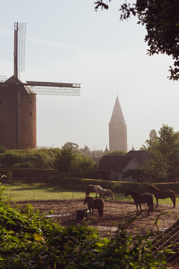 Molen, kerk en paarden in het groene Zeddam