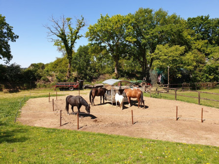 Paarden in Zeddam